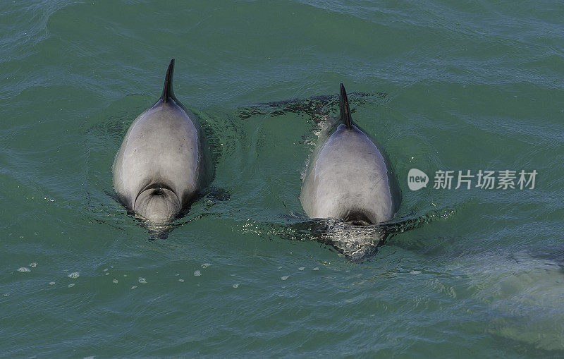 海克特海豚(Cephalorhynchus hectori)是头鼻海豚属的四种海豚中最著名的一种，仅在新西兰发现。大约1.4米长，它是最小的鲸类动物之一。赫克托的海豚是特尔斐最小的